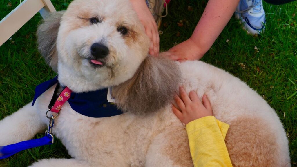 Adorable fluffy dog demonstrates the power of animal therapy